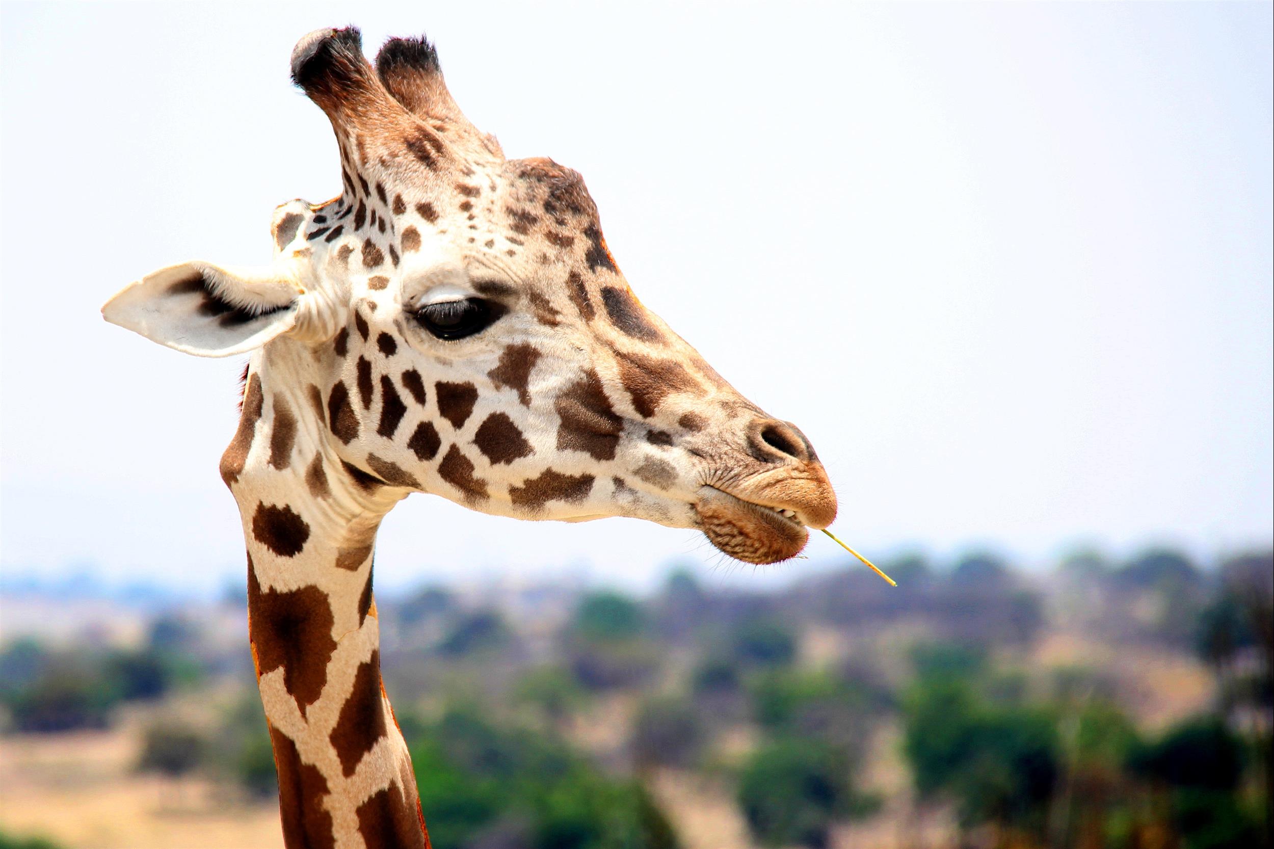 giraffe 